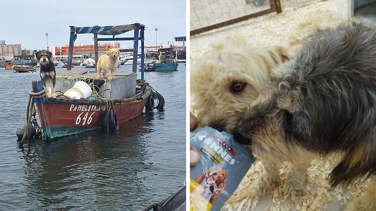 Two Dogs Were Left At Sea For A Year, But Rescuers Finally Brought Them Home