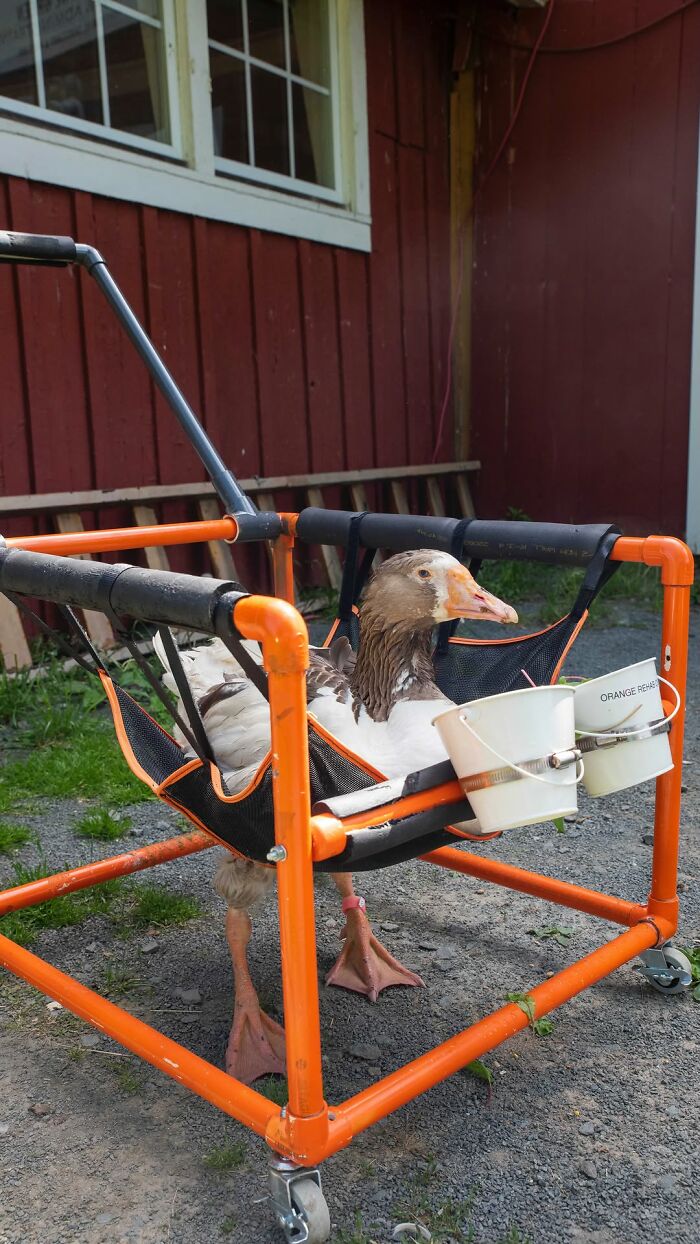 Courageous goose Zeus in harness, standing outside near red barn. Courageous goose Zeus in harness, standing outside near red barn.