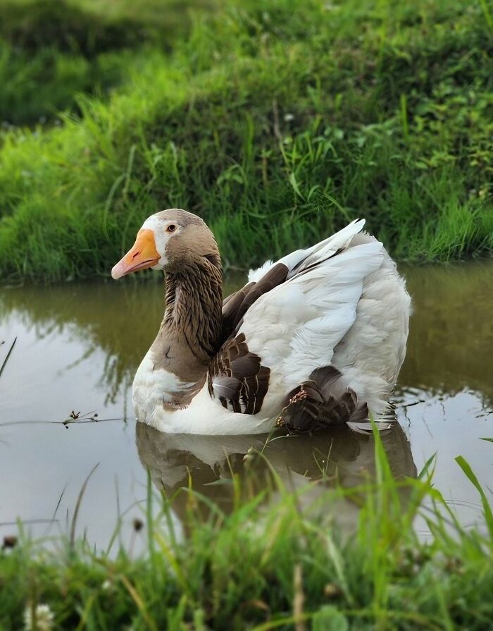Courageous goose Zeus gracefully swimming in a calm pond surrounded by lush greenery. Courageous goose Zeus gracefully swimming in a calm pond surrounded by lush greenery.