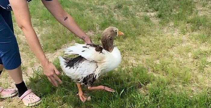 Person gently assists courageous goose Zeus on a grassy field. Person gently assists courageous goose Zeus on a grassy field.