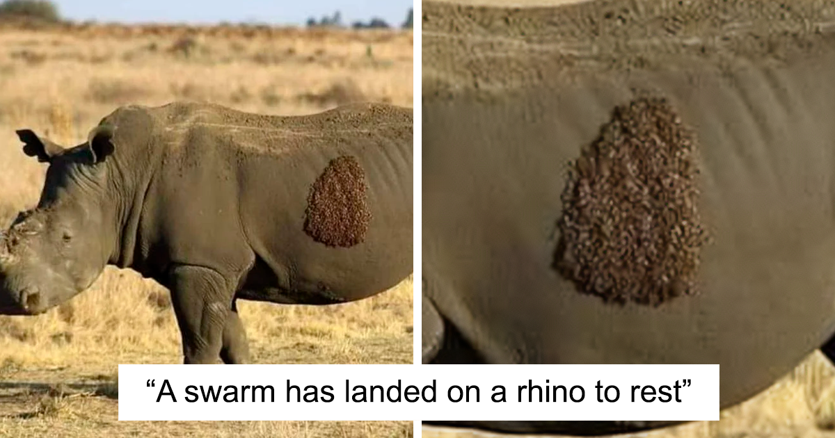 “Nature Is Freaking Lit”: 50 Pics To Prove That Nature Never Ceases To Amaze (New Pics)