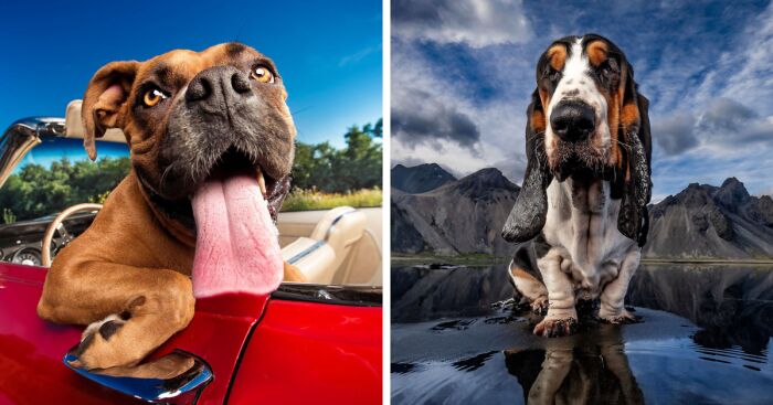 This Photographer Took Wholesome Photos Of Shelter Dogs On Their Greatest Adventure (5 Pics)