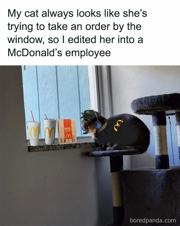 Cat in play mode dressed as a McDonald's employee with cups and a bag at a window, capturing a humorous feline attitude.
