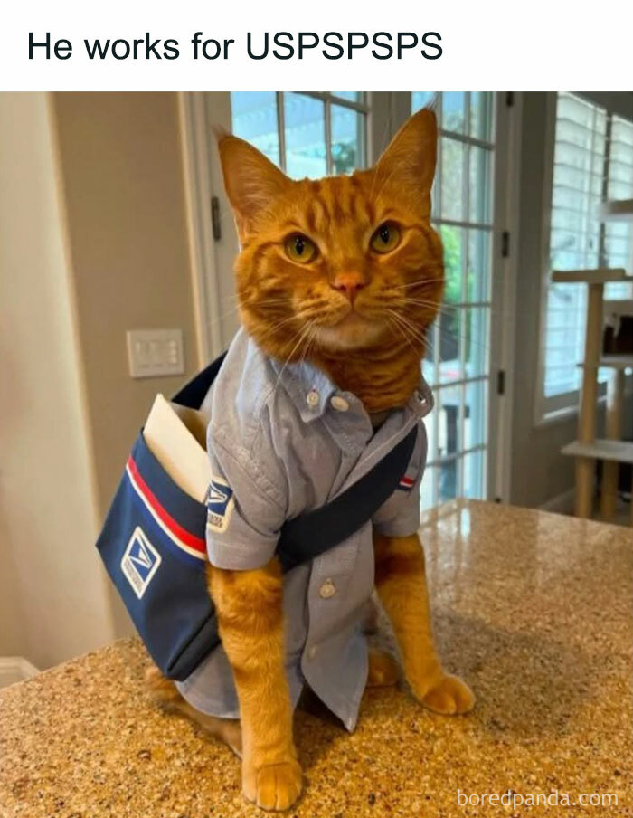 Orange cat in play mode dressed as a postal worker with a blue shirt and mailbag, sitting on a kitchen counter.