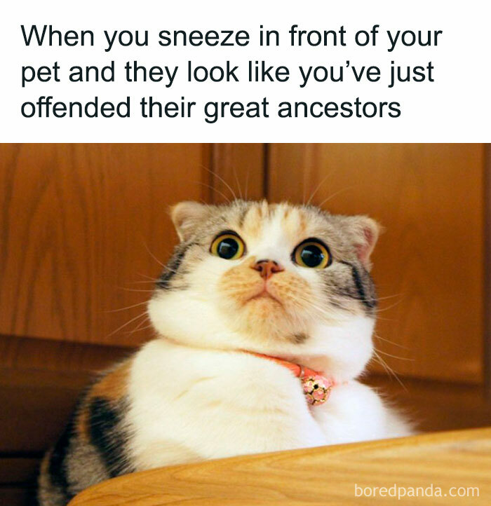 Cute Funny Cat Memes 50 Hilarious Cat Memes From Happycat318 Instagram