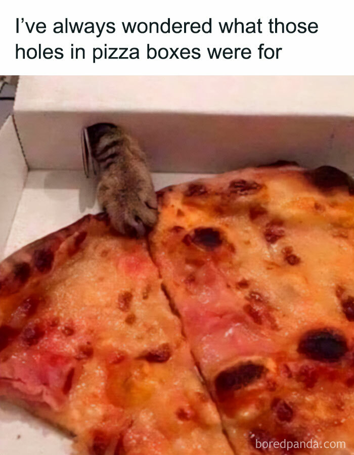 Cat paw peeking through pizza box hole, humorously suggesting holes are for cats.