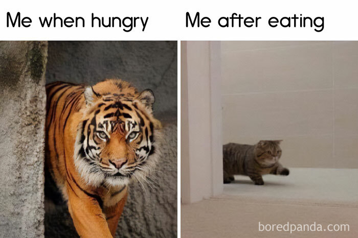 Hungry tiger vs. satisfied cat meme, humorously depicting food cravings.