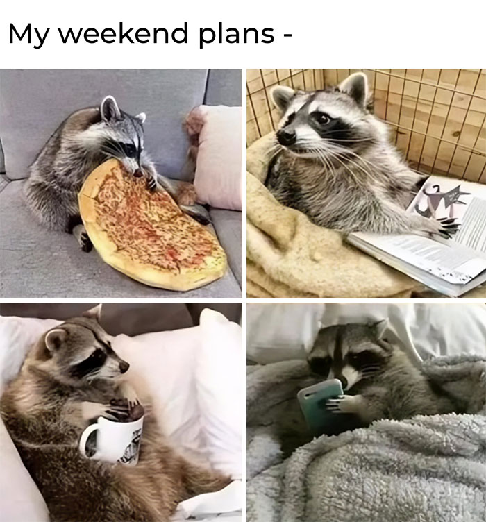 Raccoons enjoying food memes: eating pizza, reading, drinking from a mug, and using a smartphone while snuggled in blankets.