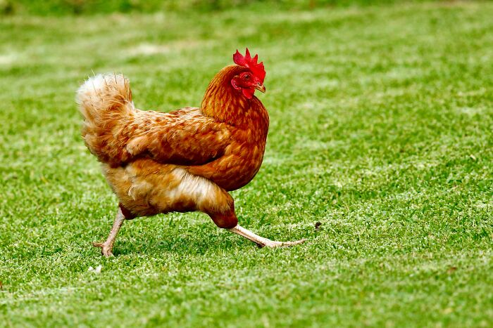 Chicken walking confidently on grass, ideal for harmless April Fools' pranks.