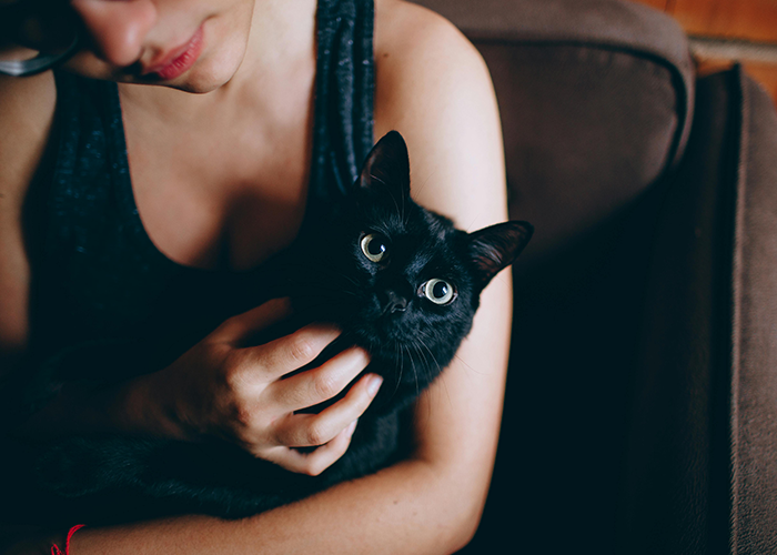 Person holding a black cat on a couch, highlighting the issue of mistreating pets. Person holding a black cat on a couch, highlighting the issue of mistreating pets.