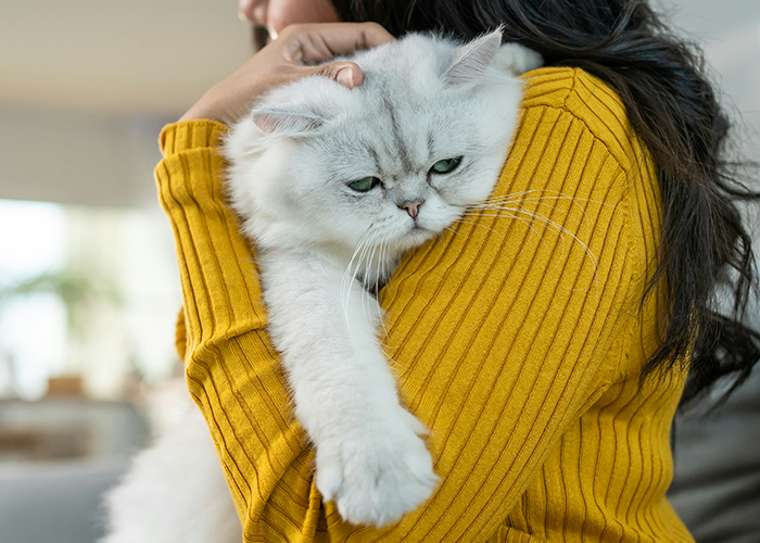 Person holding a fluffy white cat against a yellow sweater, conveying concern over cat mistreatment. Person holding a fluffy white cat against a yellow sweater, conveying concern over cat mistreatment.