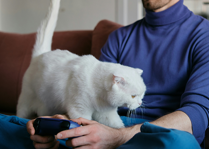 Person playing video game on a couch with a white cat nearby, highlighting theme of mistreating a pet. Person playing video game on a couch with a white cat nearby, highlighting theme of mistreating a pet.