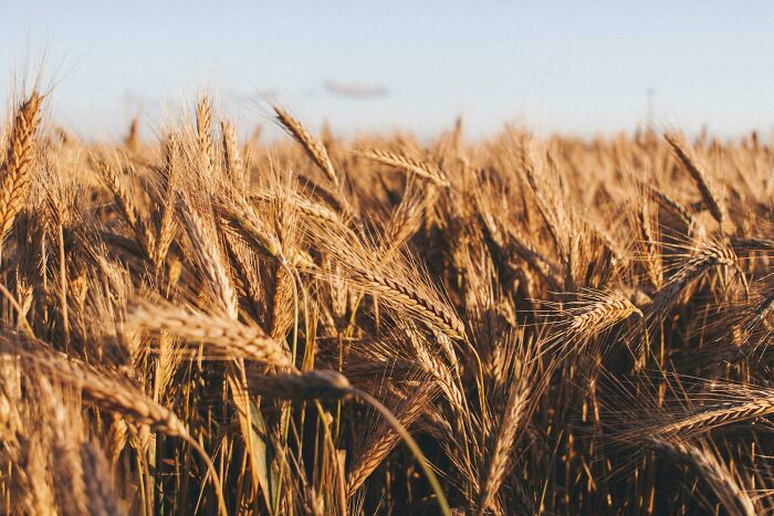 A golden wheat field under a clear blue sky.