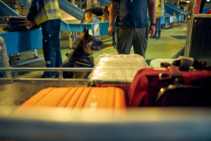 Luggage inspection with a security dog at an airport baggage area.