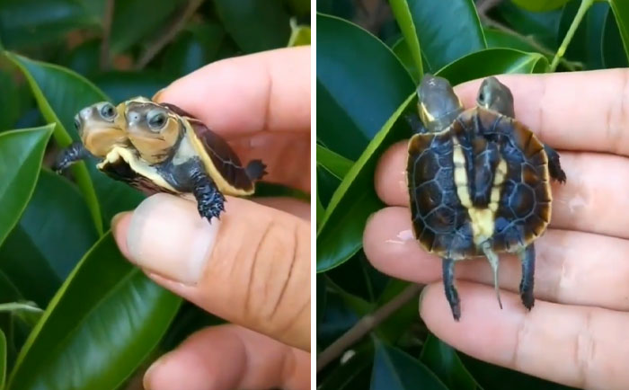 Two-headed turtle held in hand, showcasing our world's unique and fascinating creatures.