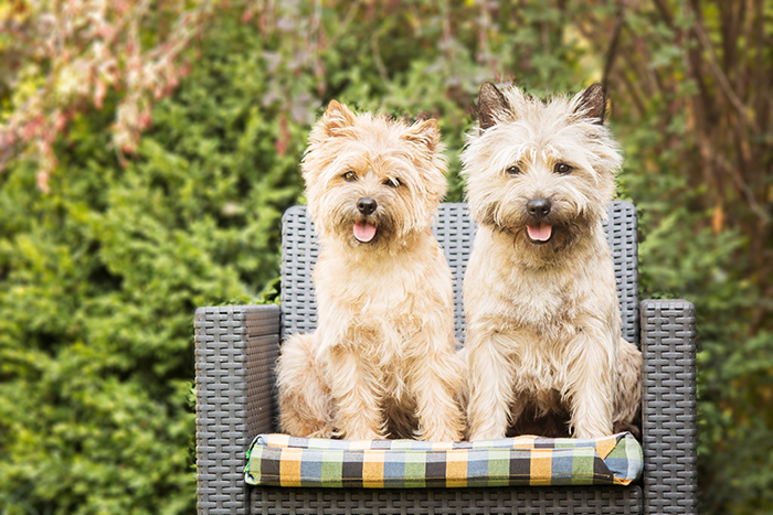 Two beautiful Cairn Terriers sitting outdoors on a wicker chair with green foliage in the background. Two beautiful Cairn Terriers sitting outdoors on a wicker chair with green foliage in the background.
