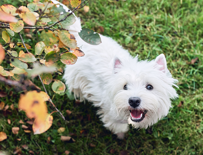 A fluffy white dog with a cheerful expression, standing on green grass near autumn leaves, showcasing beauty. A fluffy white dog with a cheerful expression, standing on green grass near autumn leaves, showcasing beauty.
