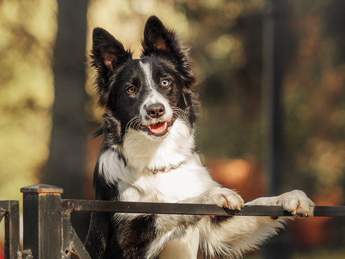 A stunning black and white dog with striking eyes, standing against a blurred natural background. A stunning black and white dog with striking eyes, standing against a blurred natural background.