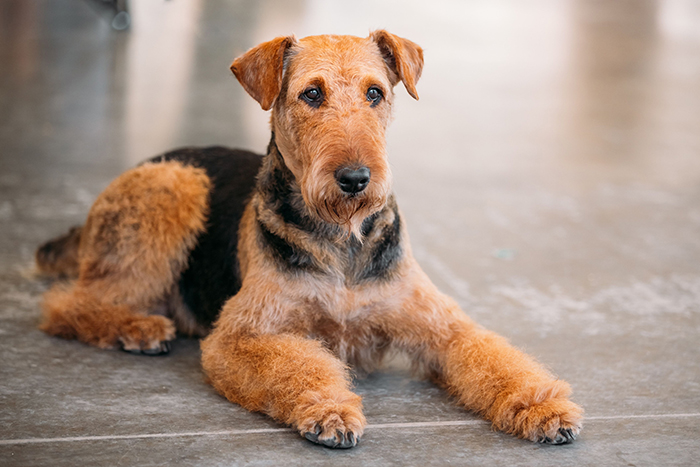 Airedale Terrier lying on a floor, highlighted among the most beautiful dogs in the world by scientific criteria. Airedale Terrier lying on a floor, highlighted among the most beautiful dogs in the world by scientific criteria.
