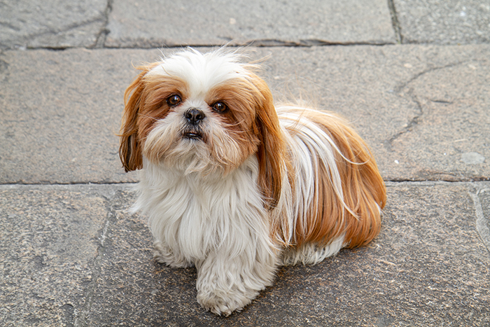 A beautiful dog with long white and brown fur sitting on stone pavement. A beautiful dog with long white and brown fur sitting on stone pavement.