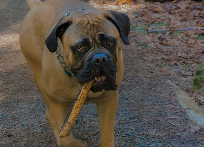 A large, beautiful dog carrying a stick in its mouth while walking on a forest trail. A large, beautiful dog carrying a stick in its mouth while walking on a forest trail.