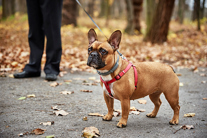 A beautiful dog, a French Bulldog, on a leash in a wooded area. A beautiful dog, a French Bulldog, on a leash in a wooded area.