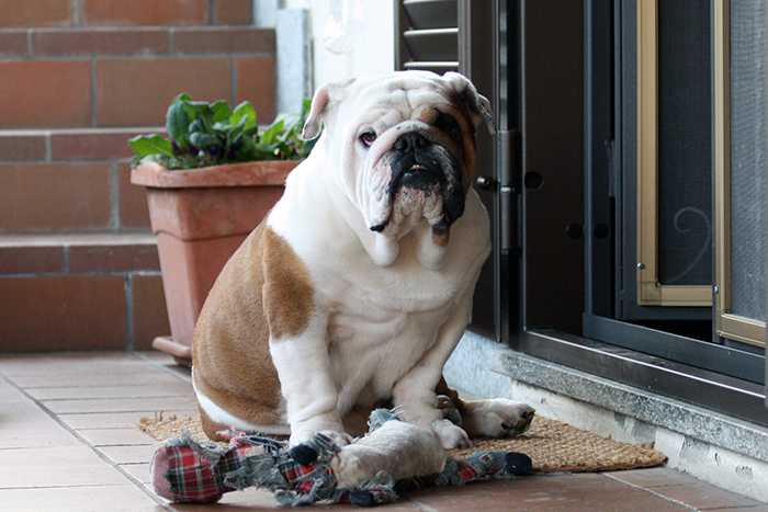Bulldog sitting on a porch with a toy, embodying beauty as per science. Bulldog sitting on a porch with a toy, embodying beauty as per science.