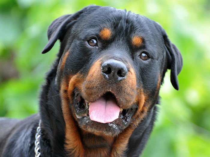 Rottweiler dog with a happy expression, showcasing beauty in nature. Rottweiler dog with a happy expression, showcasing beauty in nature.