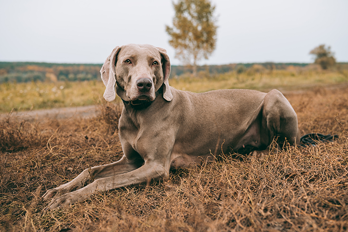 Beautiful dog lying on dry grass in a natural landscape, showcasing scientific standards of beauty. Beautiful dog lying on dry grass in a natural landscape, showcasing scientific standards of beauty.