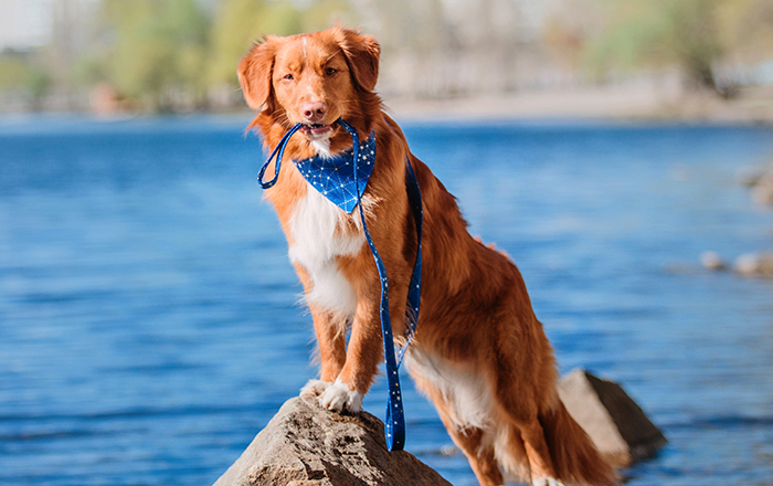 Beautiful dog with red fur and blue bandana standing by a lake, showcasing its elegance and charm. Beautiful dog with red fur and blue bandana standing by a lake, showcasing its elegance and charm.