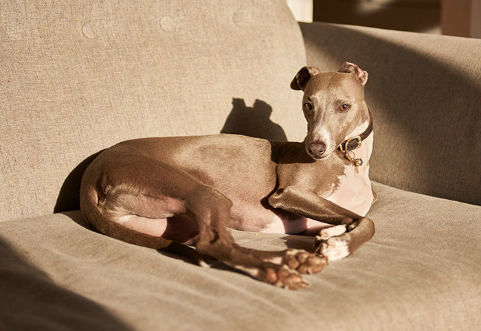 Beautiful dog lounging on a couch, basking in sunlight, showcasing elegance and grace. Beautiful dog lounging on a couch, basking in sunlight, showcasing elegance and grace.