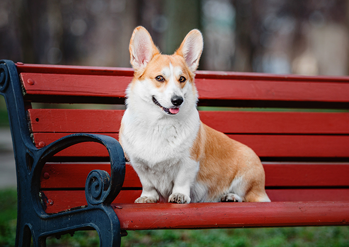 A beautiful Corgi sitting on a red bench, highlighting one of the most beautiful dogs in the world. A beautiful Corgi sitting on a red bench, highlighting one of the most beautiful dogs in the world.