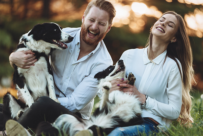 Happy couple playing with two beautiful Border Collies in a sunny park, showcasing the most beautiful dogs. Happy couple playing with two beautiful Border Collies in a sunny park, showcasing the most beautiful dogs.
