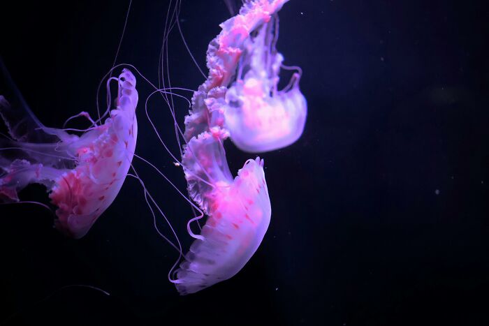 Pink jellyfish swimming in dark water, highlighting popular misconceptions about marine life.