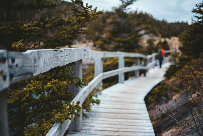 Winding wooden path through forest, symbolizing adult experiences of feeling overlooked or excluded.