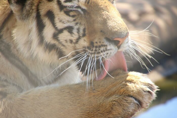 A tiger licking its paw, symbolizing strength and challenging common stereotypes in nature.