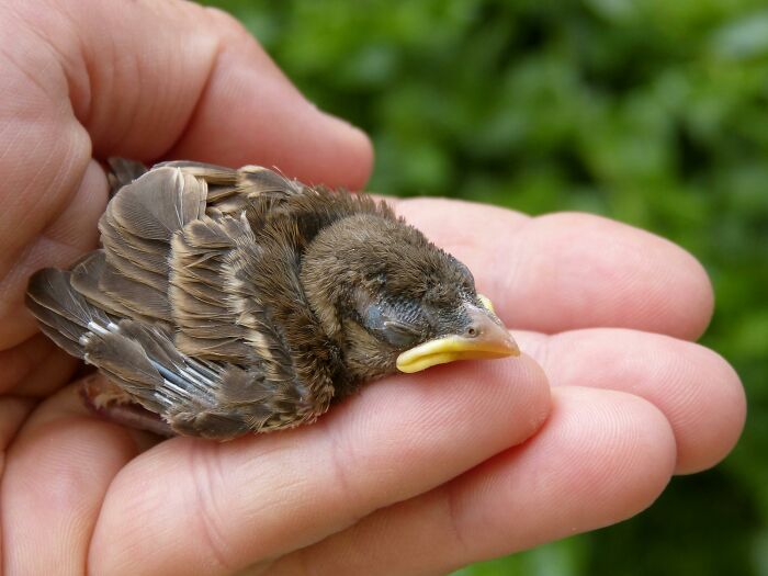 A small bird resting in a human hand, symbolizing common misconceptions about wildlife care.