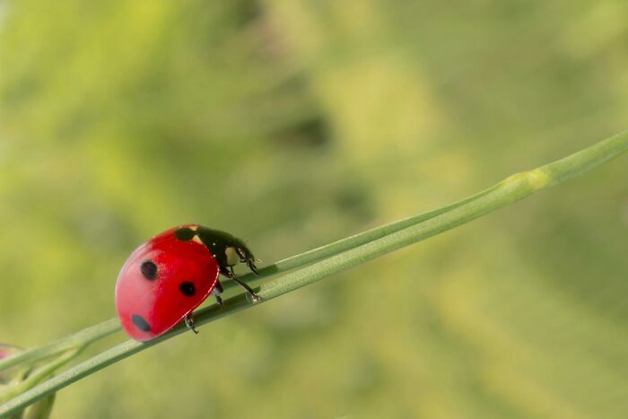 Ladybug on a green stem, representing gradually disappeared nature elements people didn't notice.