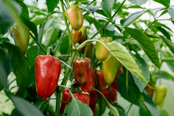 Bell peppers growing on a plant, showcasing vibrant red and green hues.