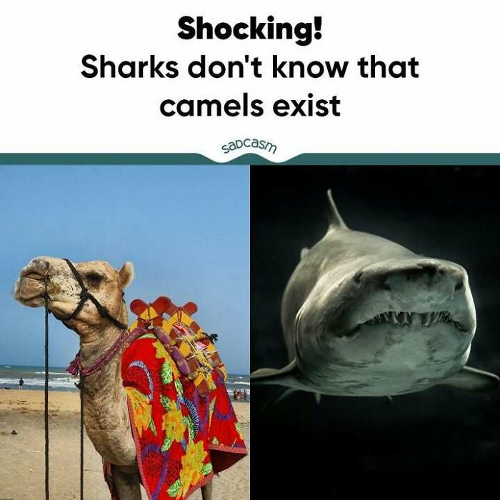 Sadcastic meme with camel on a beach and shark in water, highlighting unaware sharks.