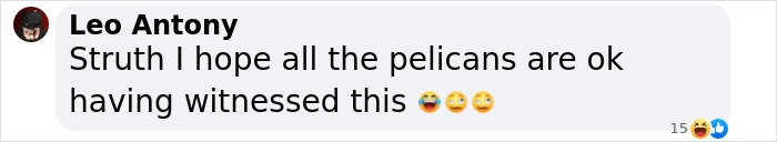 Comment about pelicans after a disturbing event at a family swimming spot. Comment about pelicans after a disturbing event at a family swimming spot.