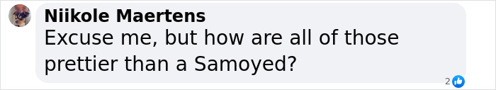 Comment questioning if other dogs are more beautiful than a Samoyed. Comment questioning if other dogs are more beautiful than a Samoyed.