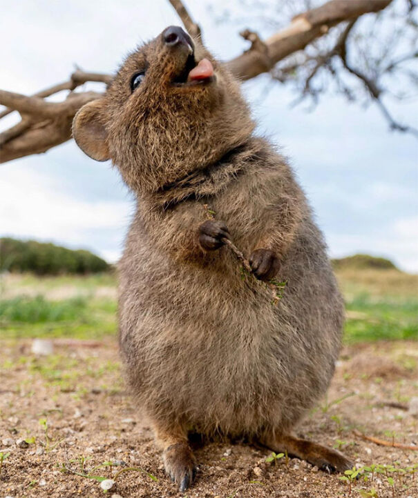 quokka8.jpg