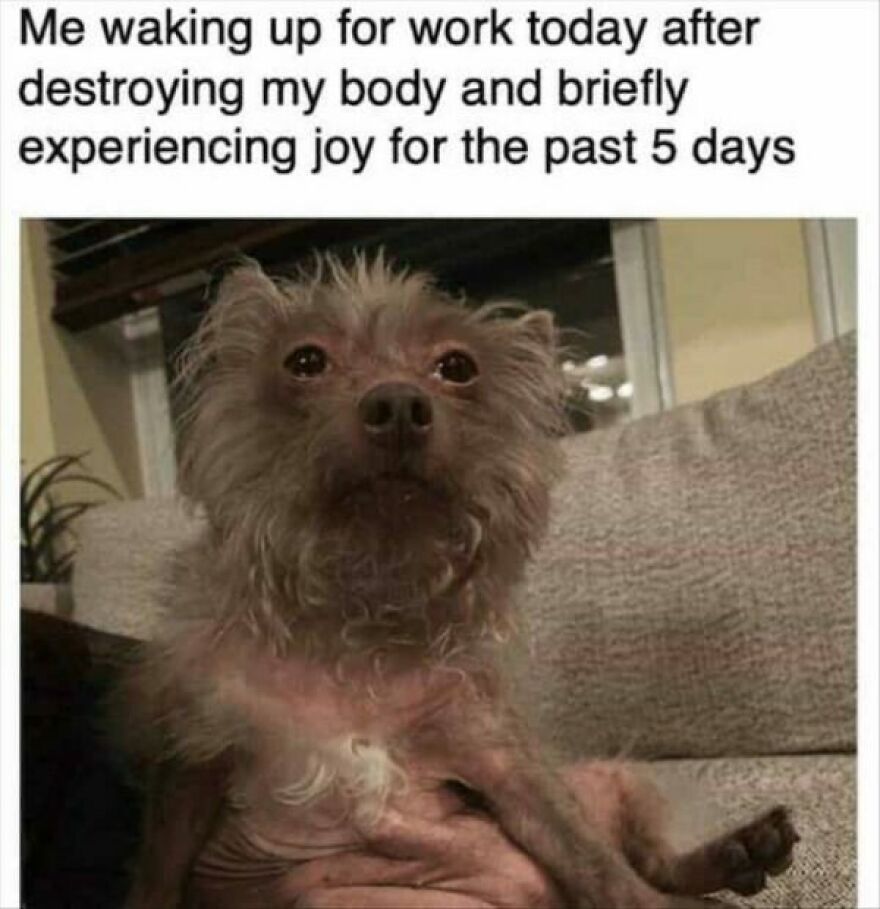 Funny meme of a scruffy dog looking tired, captioned about waking up for work after a fun weekend, capturing hilarious humor.