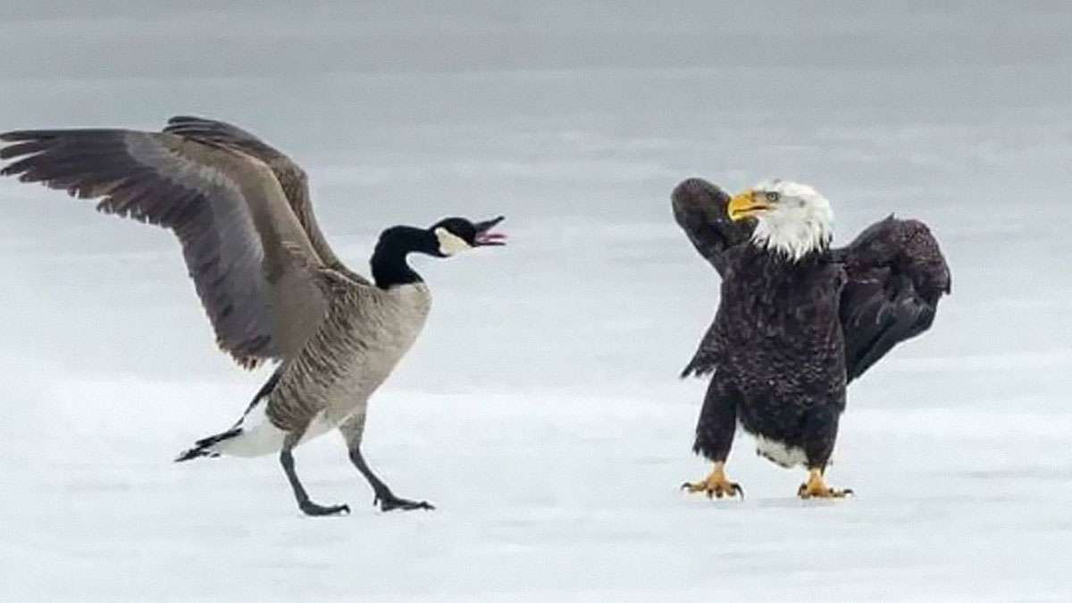 35 Hilarious Attempts That Failed Spectacularly (New Pics)