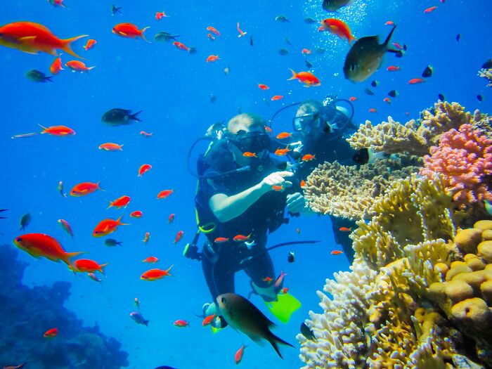 Two scuba divers explore a vibrant coral reef, surrounded by colorful fish, meeting high expectations.