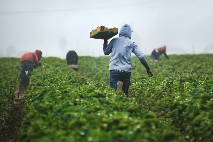 Workers in a field, challenging common stereotypes, with one carrying a box on a misty day.