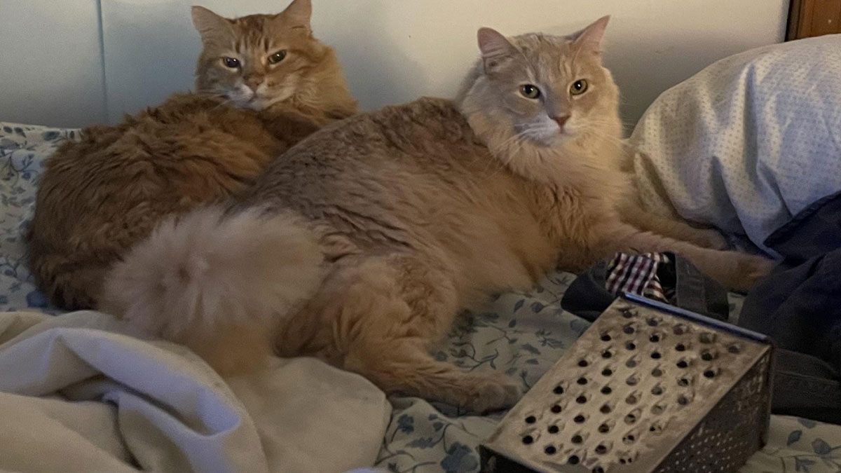 Things Cats Presented To Their Owners Very Proudly (30 Examples)