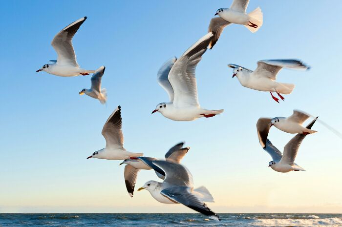 Seagulls flying over the ocean against a clear sky, showcasing unexpected things in reality.