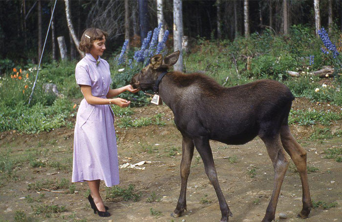 A woman in a vintage dress feeds a young moose, showcasing American life in the past, against a forest backdrop. A woman in a vintage dress feeds a young moose, showcasing American life in the past, against a forest backdrop.